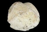 Fossil Dinosaur Ungual (Claw) Bone - Montana #184000-2